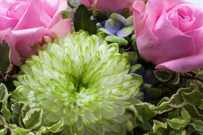 Free stock image of Fresh Roses created by Pixabay