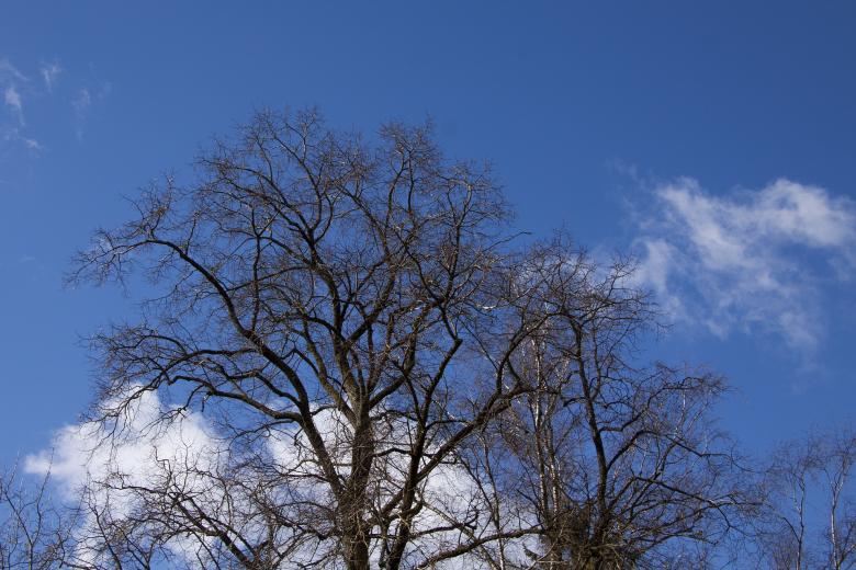 Free stock image of Trees after Fall created by Pixabay