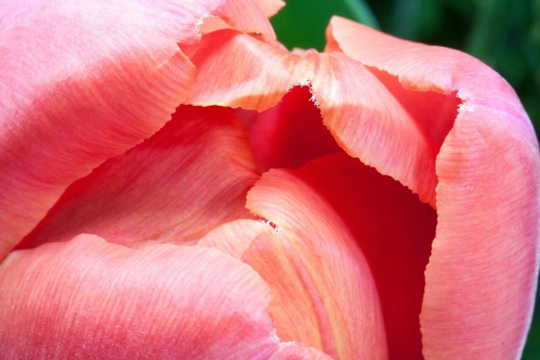 Free stock image of Fresh Tulips in the Garden created by Pixabay