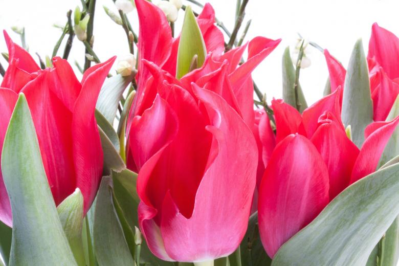 Free stock image of Fresh Tulips created by Pixabay