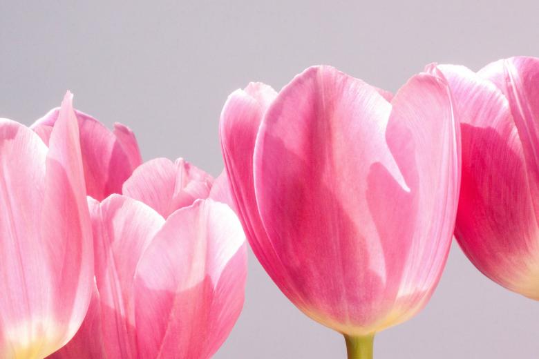Free stock image of Fresh Tulips created by Pixabay