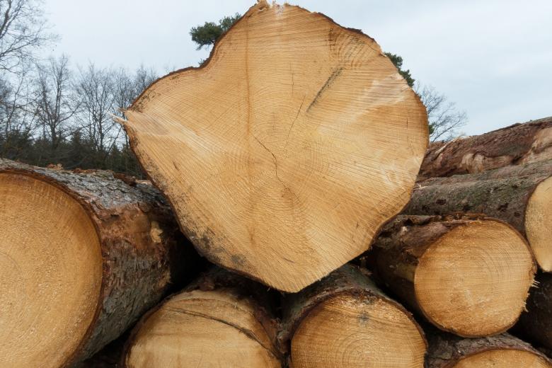 Free stock image of Wood Pile created by Pixabay