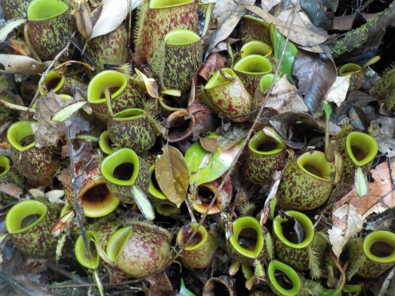 Free stock image of Tropical Pitcher Plants created by Rikson Roberto