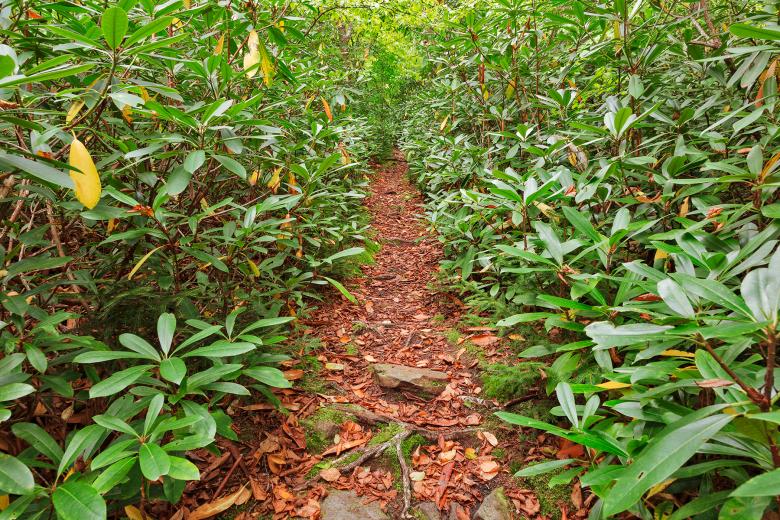 Free stock image of Rhododendron Canopy Trail created by Nicolas Raymond