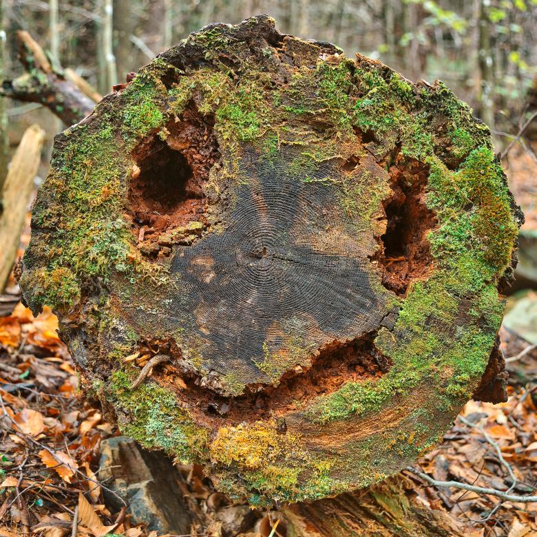 Free stock image of Happy Wood Decay - HDR created by Nicolas Raymond