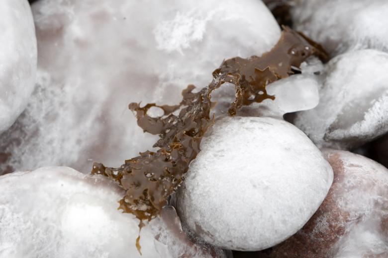 Free stock image of Kelp in winter created by Geoffrey Whiteway