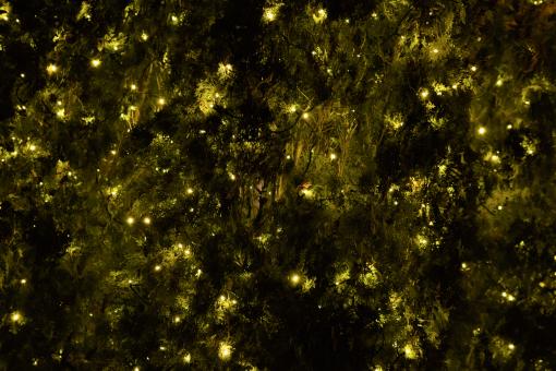 Christmas Lights - Free Stock Photo