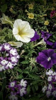 The Smattering of Flowers