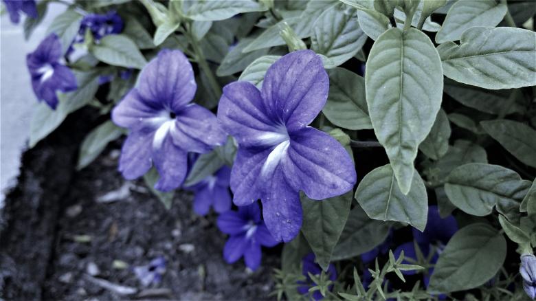 Free stock image of Purple Flowers created by Joseph Vos