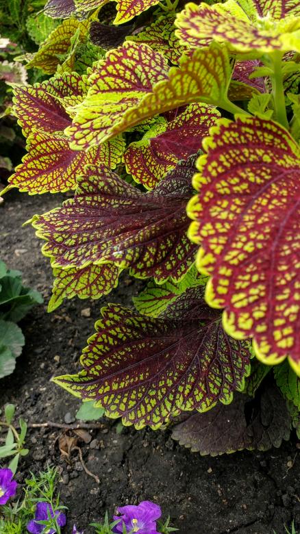 Free stock image of Red Leaves created by Joseph Vos