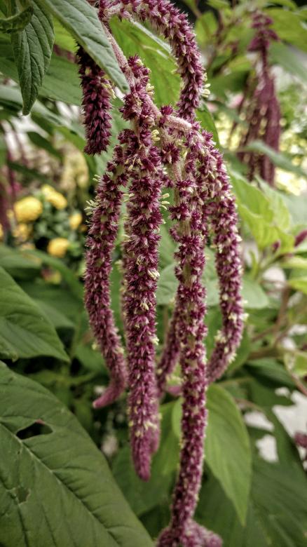 Free stock image of The Hanging Garden created by Joseph Vos