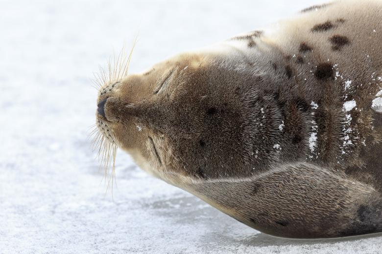 Free stock image of Young Harp Seal  created by Geoffrey Whiteway