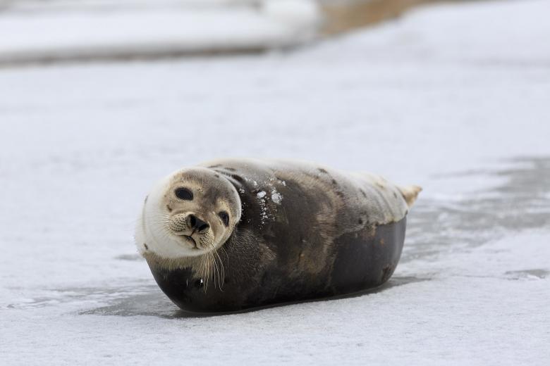 Free stock image of Young Harp Seal  created by Geoffrey Whiteway