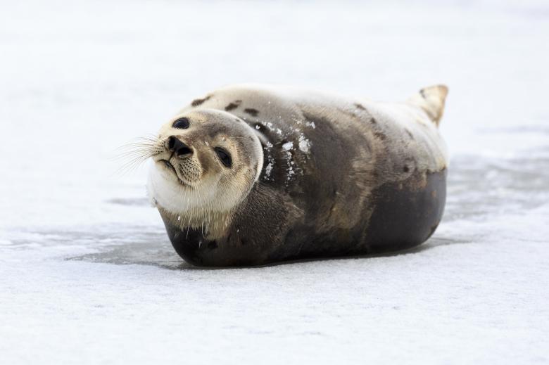 Free stock image of Young Harp Seal  created by Geoffrey Whiteway