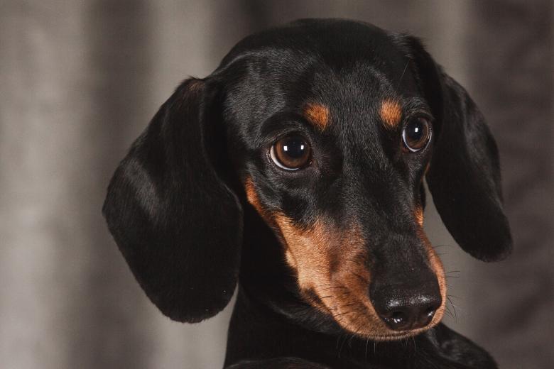 Free stock image of Black Dog created by Pixabay