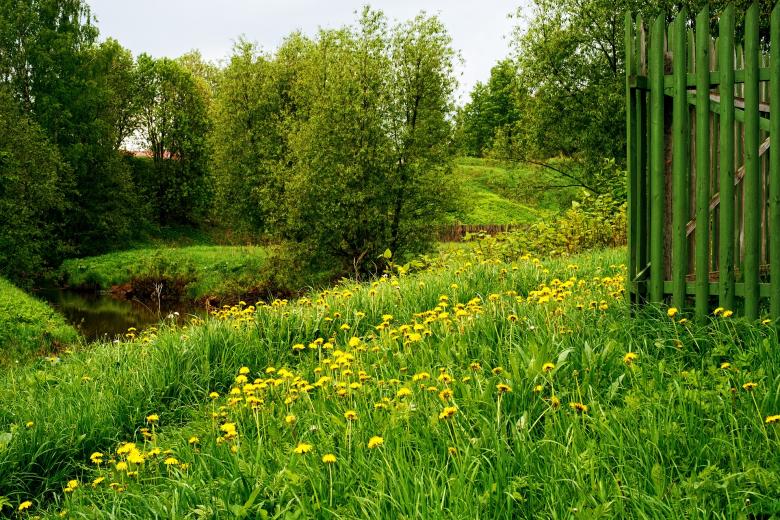 Free stock image of Wild Flowers created by Pixabay