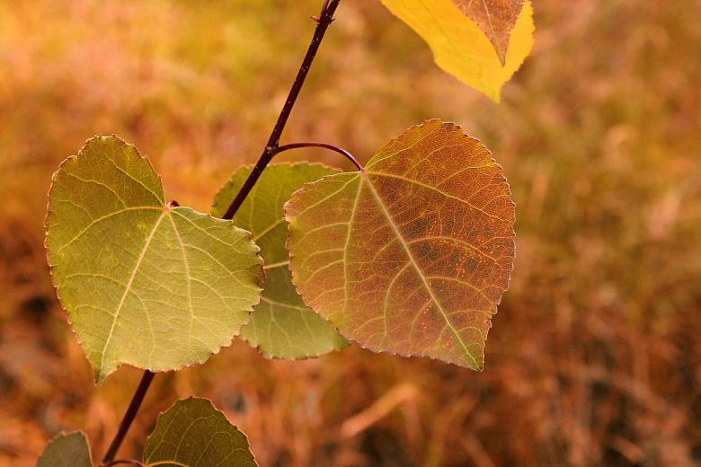 Free stock image of Autumn Leaves created by bykst