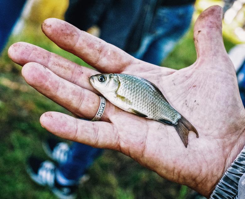 Free stock image of Catching a Fish created by Pixabay