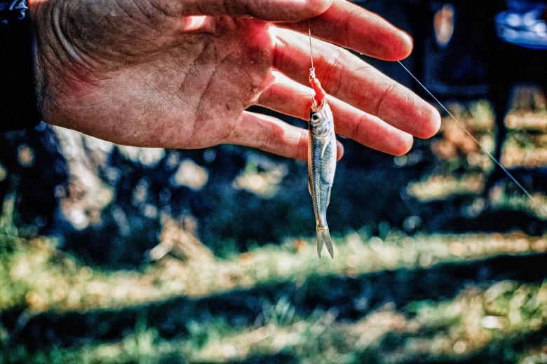 Free stock image of Catching a Fish created by Pixabay