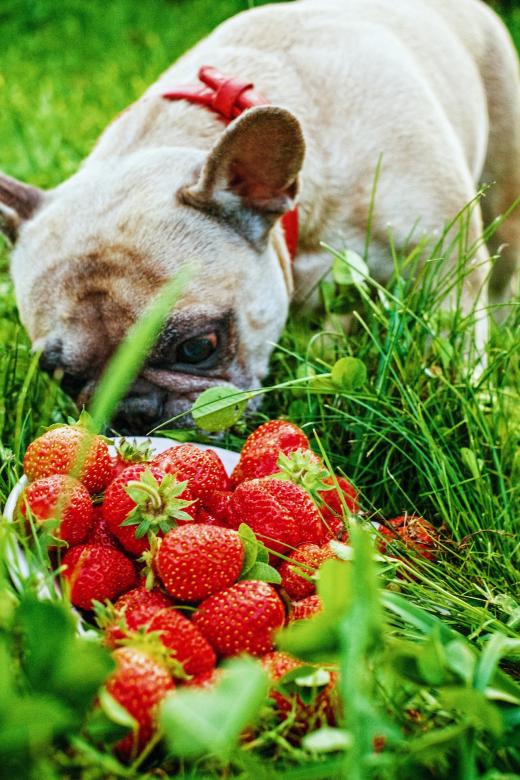 Free stock image of Bulldog and Strawberries created by Pixabay