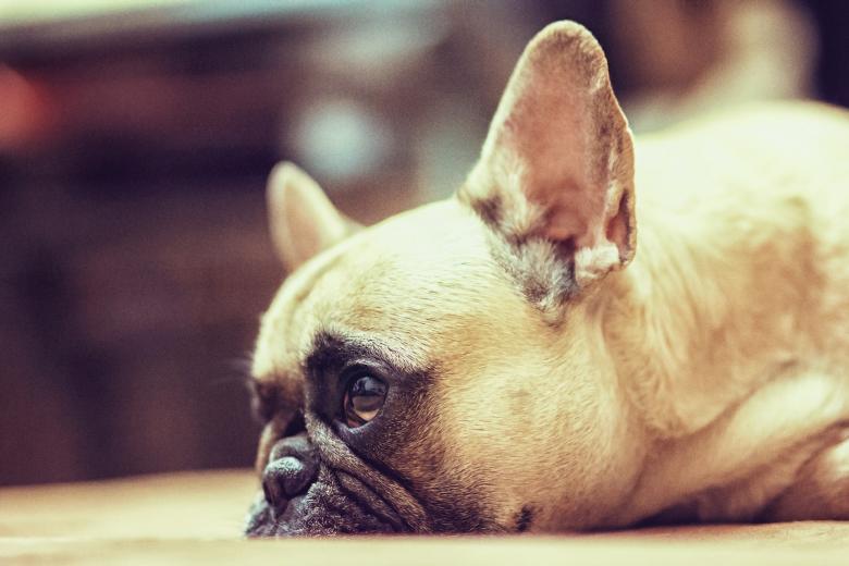 Free stock image of Pet Dog created by Pixabay