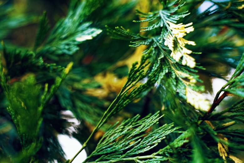 Free stock image of Wild Plant created by Pixabay