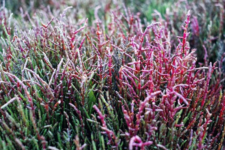Free stock image of Summer Grass created by Pixabay