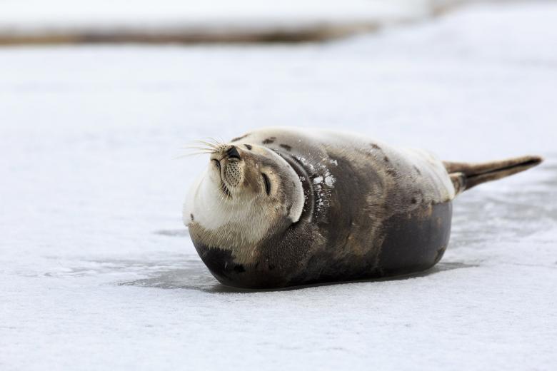Free stock image of Harp Seal created by Geoffrey Whiteway