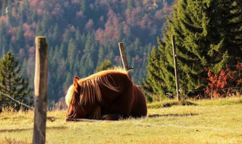 Free stock image of Horse Stable created by Pixabay