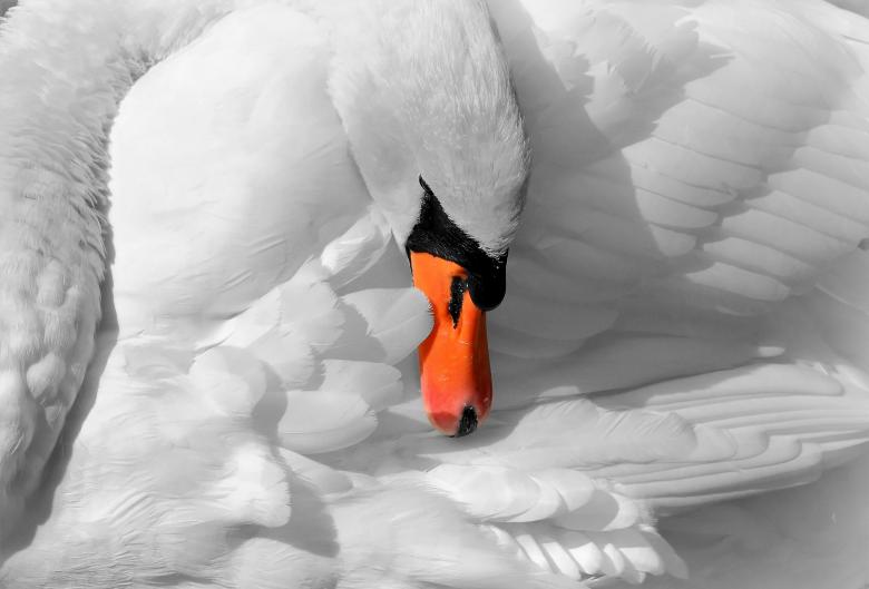 Free stock image of Swan Closeup created by Pixabay