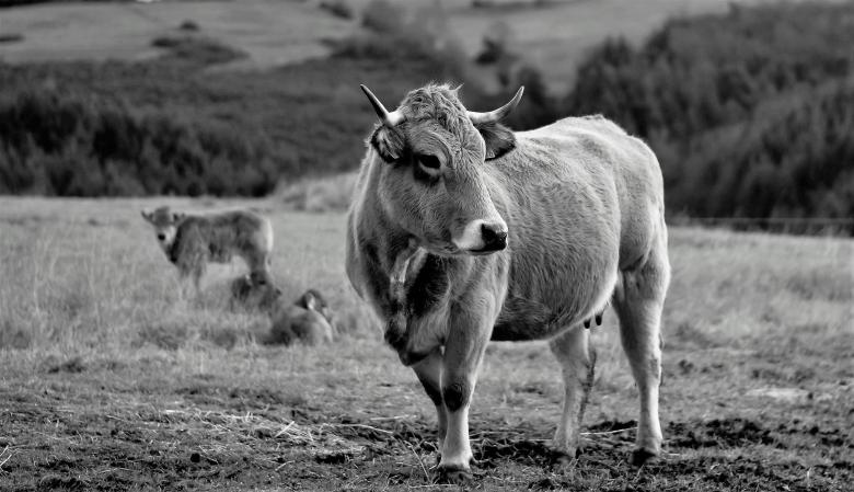Free stock image of Wild Buffalo created by Pixabay