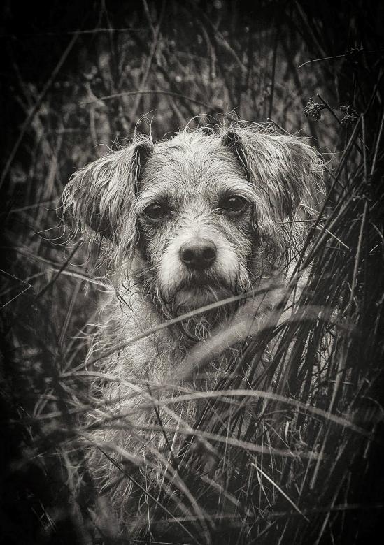 Free stock image of Wild Dog created by Pixabay
