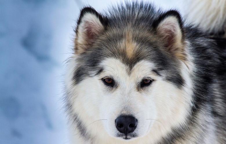 Free stock image of Wild Dog created by Pixabay