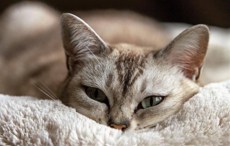 Free stock image of Pet Cat on the Couch created by Pixabay