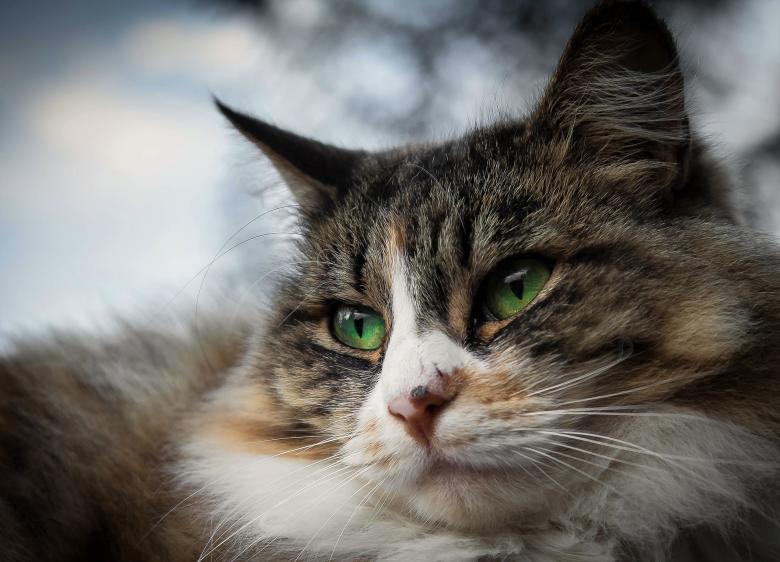 Free stock image of Cat Closeup created by Pixabay