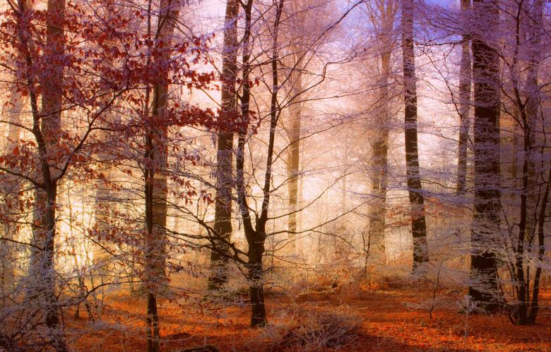 Free stock image of Into the Wild created by Pixabay