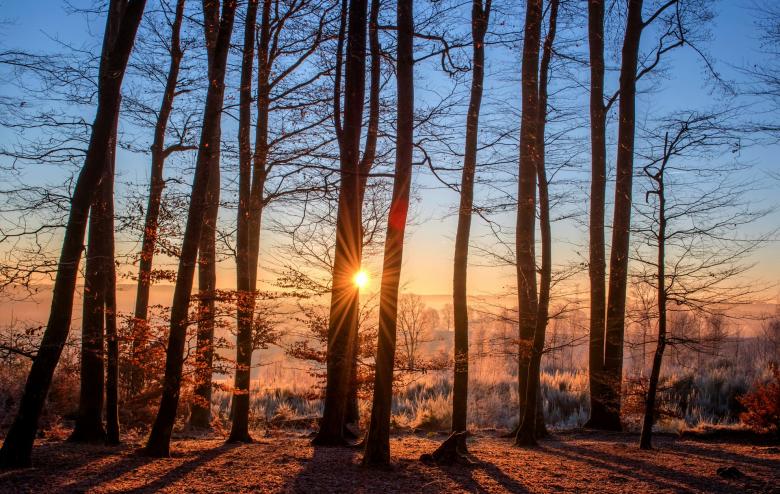 Free stock image of Wild Forest created by Pixabay