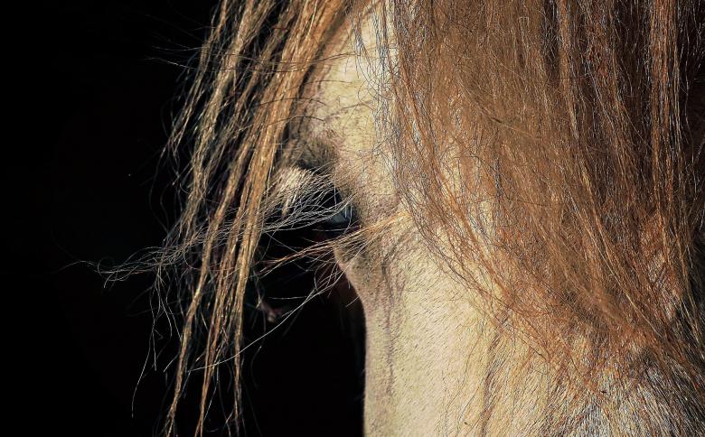 Free stock image of Horse Closeup created by Pixabay