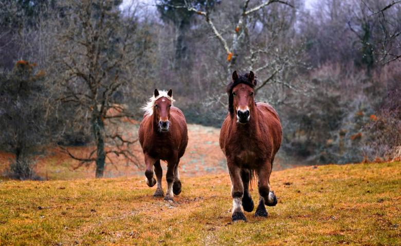 Free stock image of Wild Horses created by Pixabay