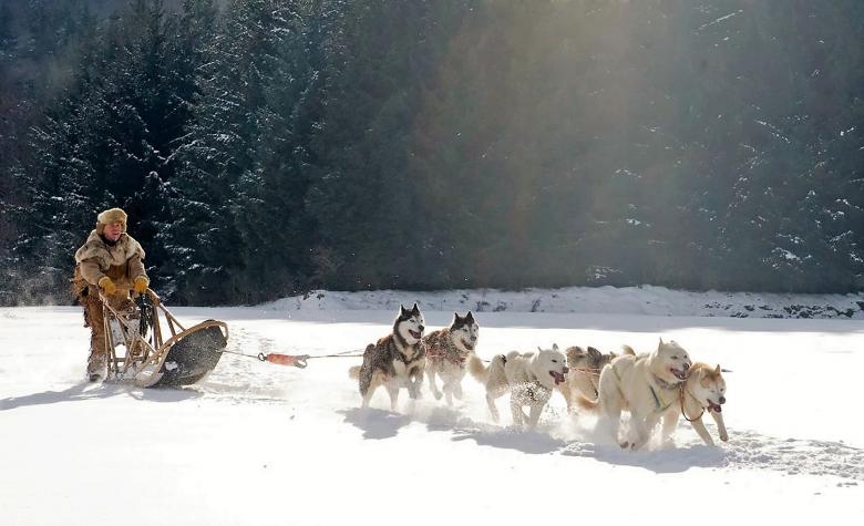 Free stock image of Riding Wolf created by Pixabay