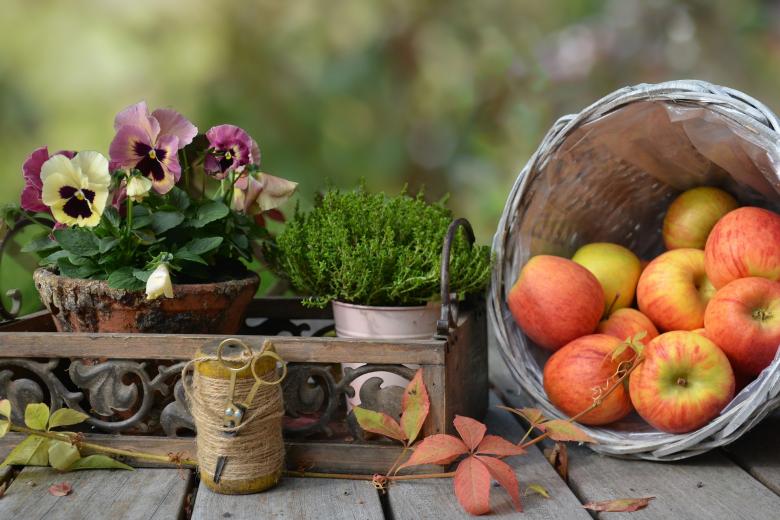 Free stock image of Apple Bucket created by Pixabay