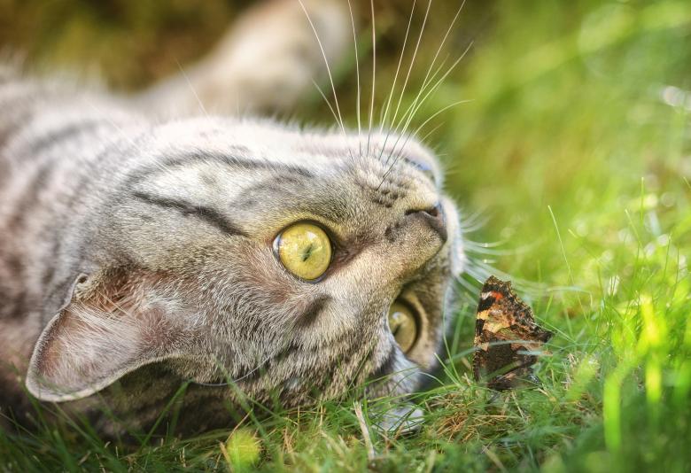 Free stock image of Wild Cat created by Pixabay
