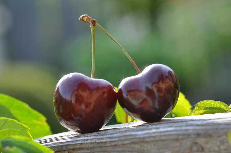 Free stock image of Fresh Cherries created by Pixabay