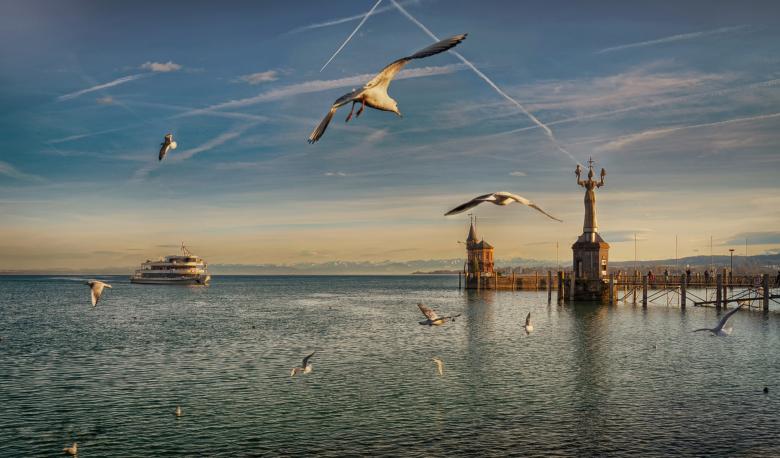 Free stock image of Bird Flight created by Pixabay