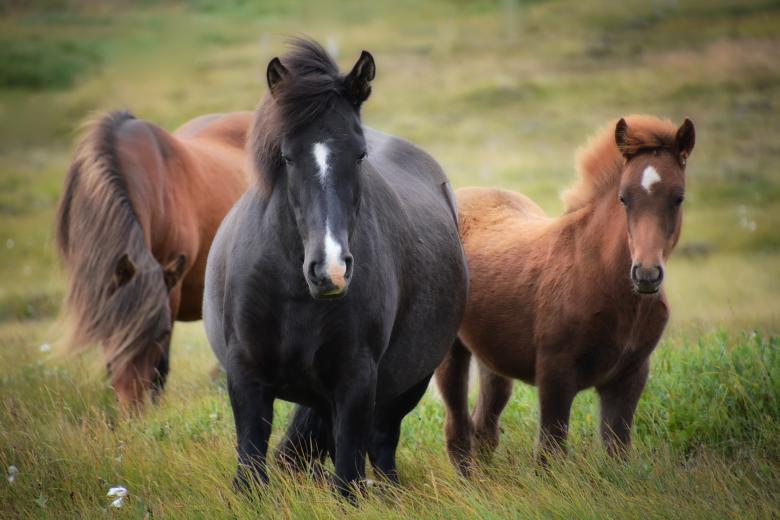 Free stock image of Group of Horses created by Pixabay