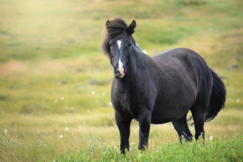Free stock image of Icelandic Horse created by Pixabay