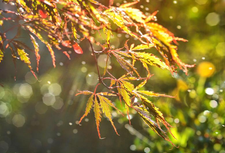 Free stock image of Autumn Leaves created by Pixabay