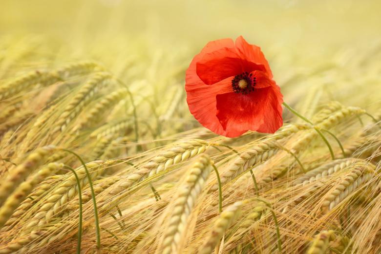 Free stock image of Poppy with Grains created by Pixabay