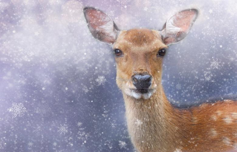 Free stock image of Roe Deer created by Pixabay