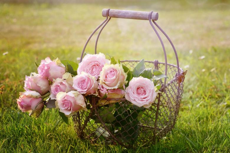 Free stock image of Rose Bucket created by Pixabay